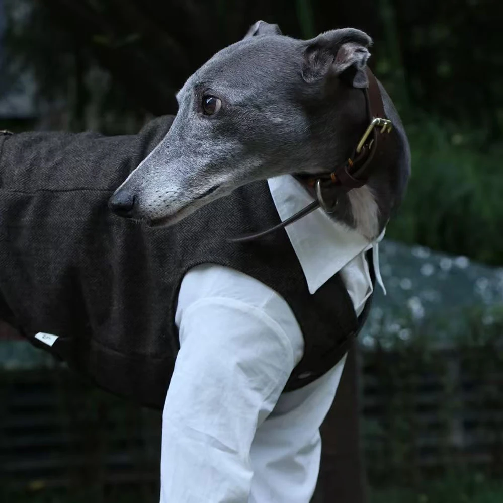 Traje de caballero de otoño, camisa blanca, traje gris, chaleco para Whippet Bellington, Blusa de algodón, Weskit para galgo en fiesta de boda - imagen 5