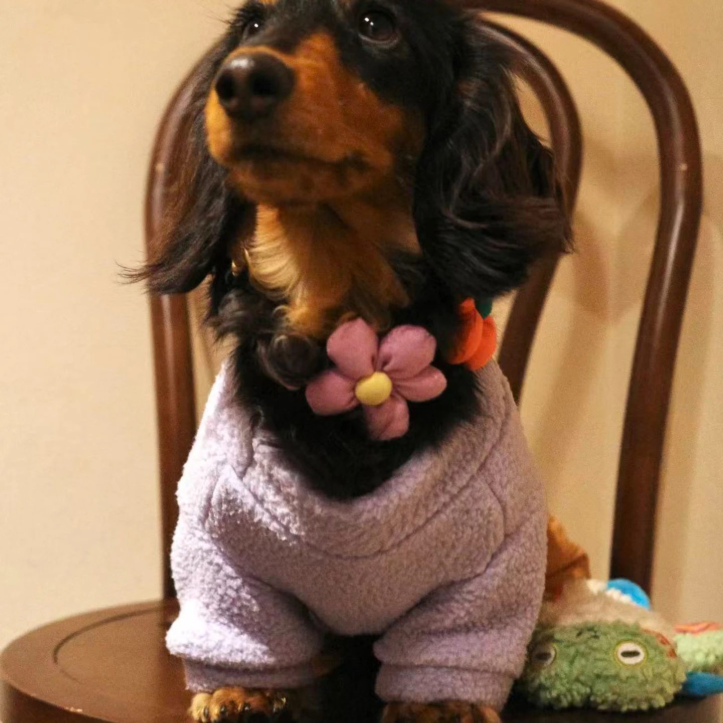 Sudadera morada para perro salchicha – Ropa suave primavera/otoño - imagen 4