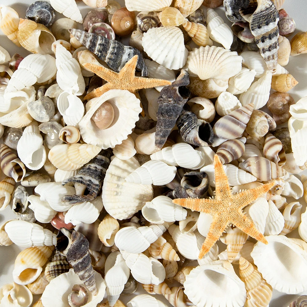 1 caja de adornos de estilo mixto aleatorio, concha Natural, paisaje de acuario, concha de mar pequeña, decoración de playa, suministros para pecera, manualidades DIY - imagen 5