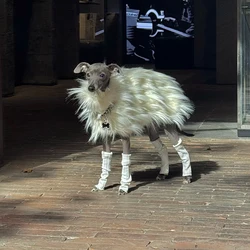 Abrigo de felpa para Galgo Italiano y Whippet – Suéter blanco invierno