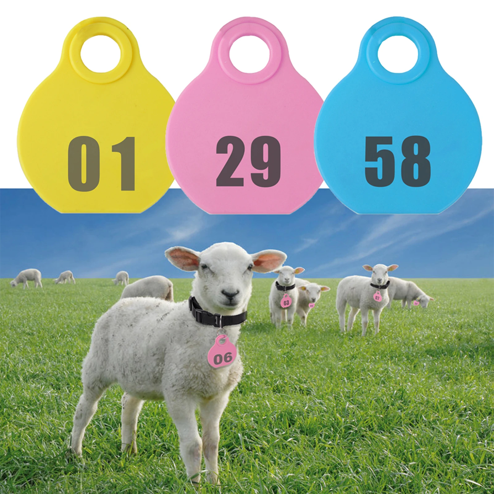 Collar de nailon para ovejas y cabras – Etiqueta identificativa resistente
