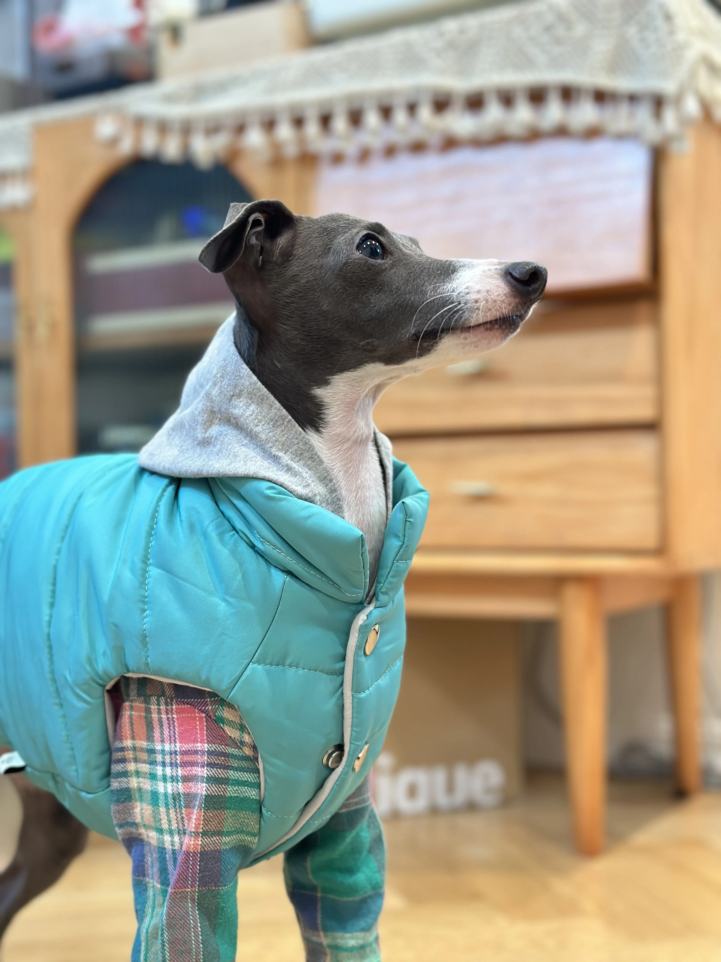 Chaqueta Iggy de moda con cremallera, abrigo cálido para perro galgo para Whippet, chaqueta azul a prueba de viento para Terrier sin aire en invierno - imagen 5