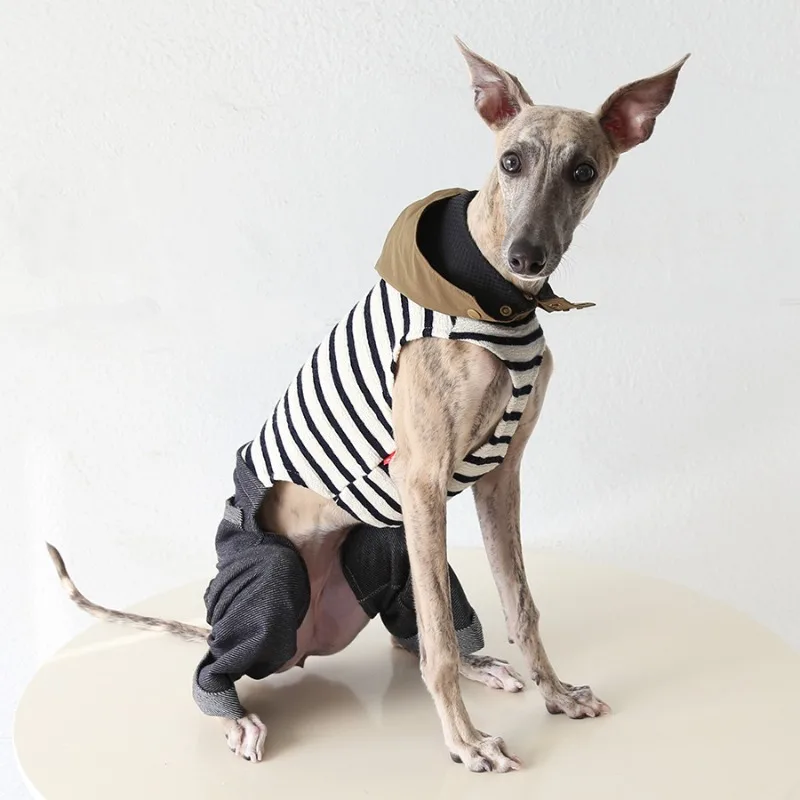 Chaqueta rayada para Galgos y Whippets – Abrigo Primavera/Otoño - imagen 4