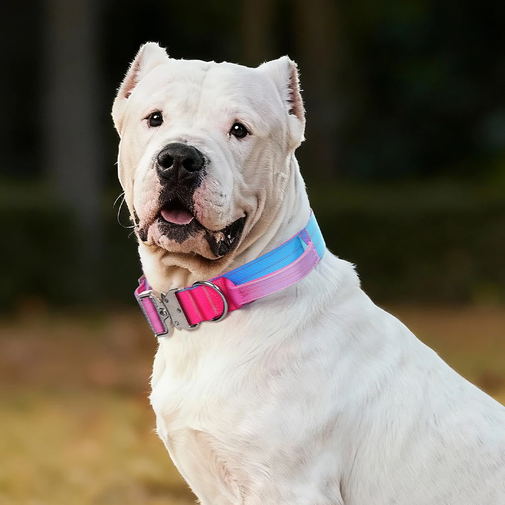 Collar y correa entrenamiento para perros grandes Dogo Argentino y Doberman - imagen 4