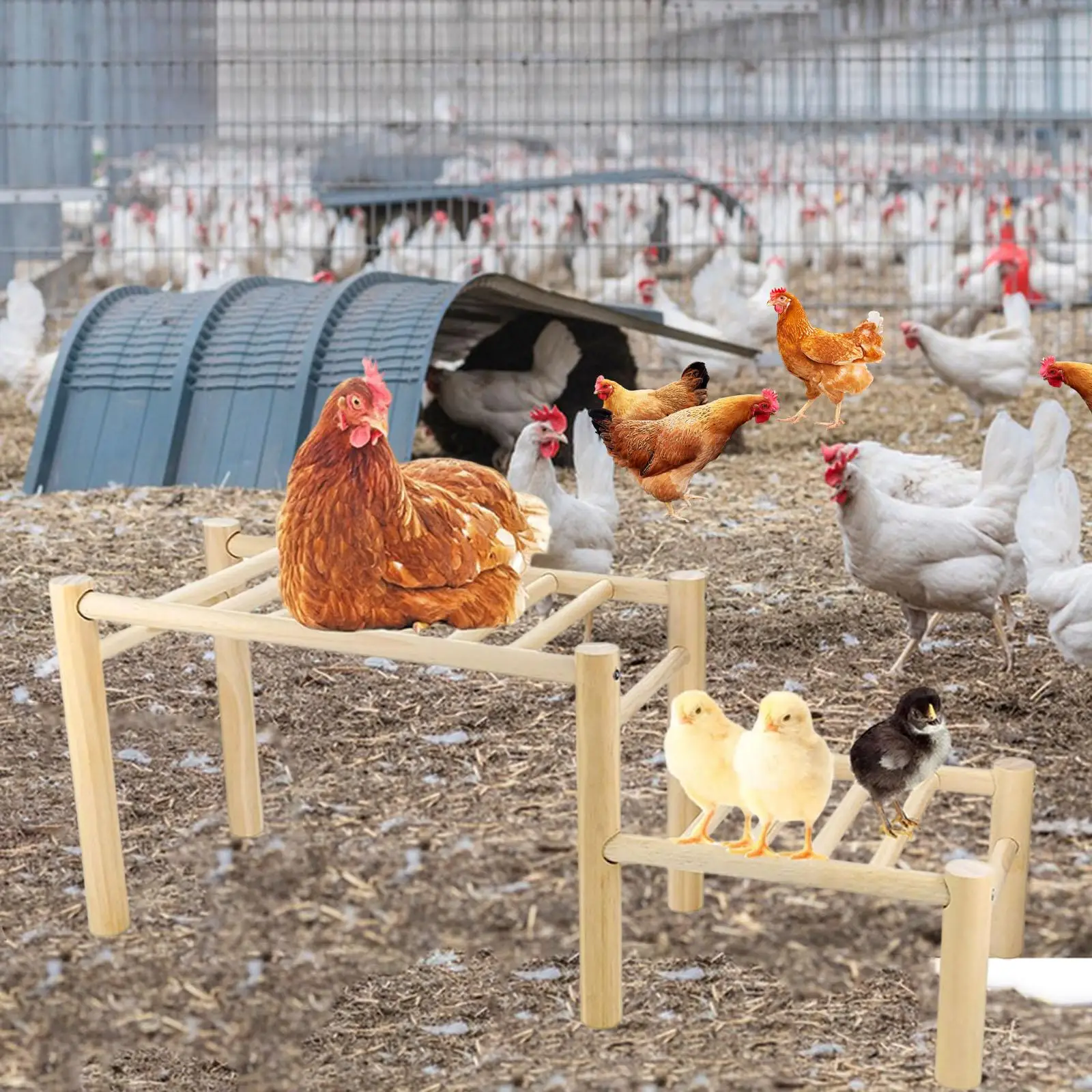 Percha de pollo para accesorios de gallinero, escalera de marco de barra de asado de madera para entrenamiento exterior - imagen 4