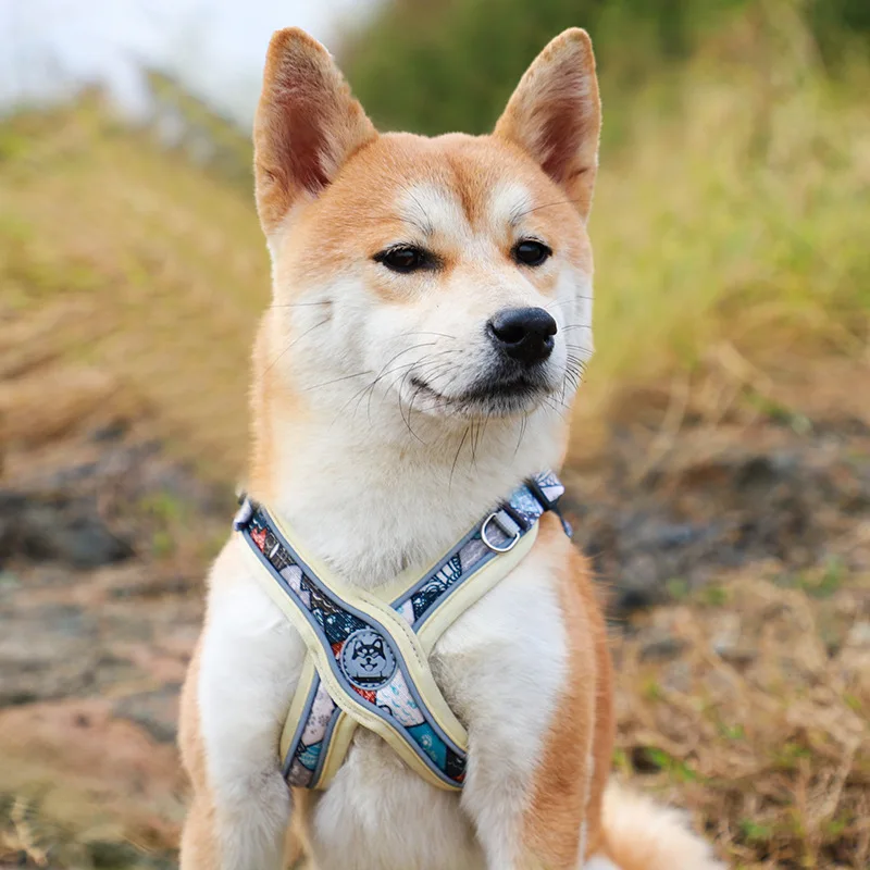 Perro feliz usando arnés XLeiPet