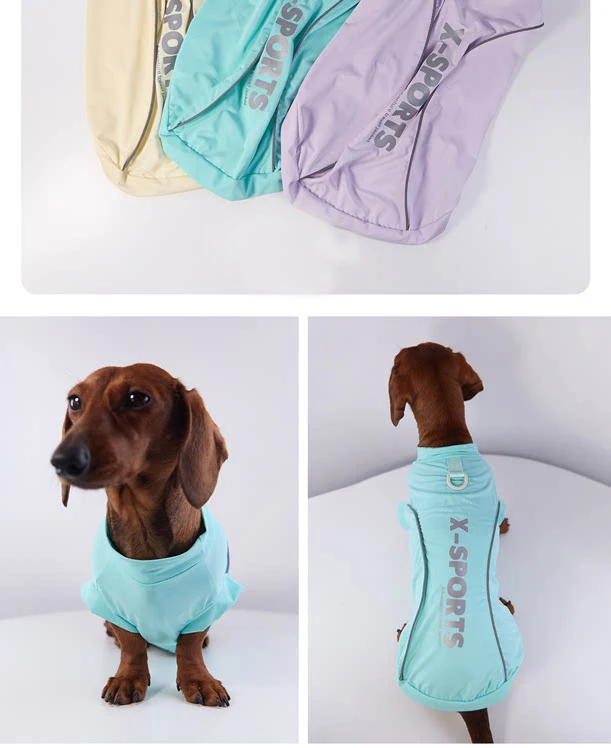 Perro Dachshund con la camiseta puesta en paseo