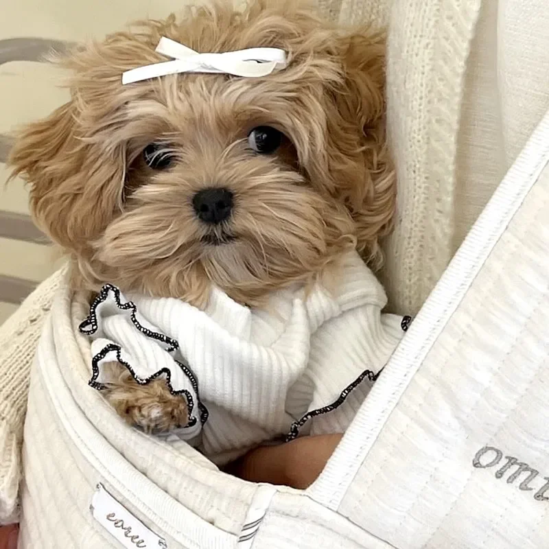 Lindo arco verano CutePet gato perro ropa Casual Color sólido mascota camisa inferior manga mosca perro camiseta cachorro ropa vestidos sin bolsa - imagen 3