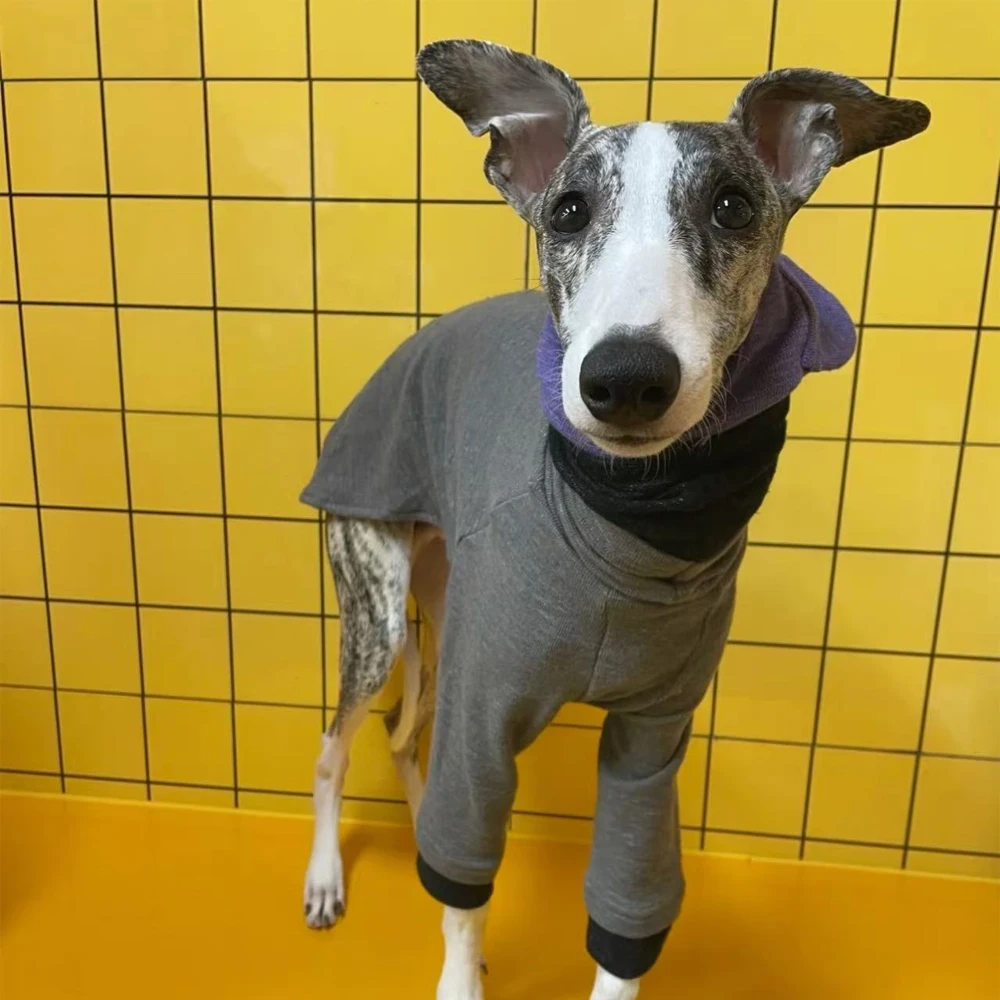 Ropa de primavera para perros: galgo italiano y Whippet, cuello alto - imagen 2