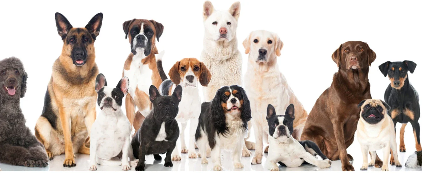 airtag watch holder for dog collar