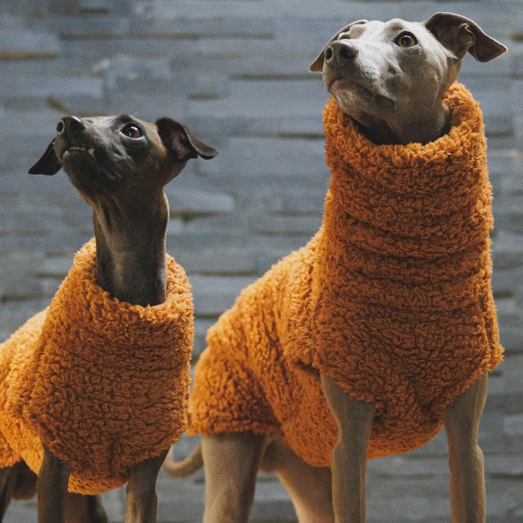 Suéter de lana naranja para perros Whippet, galgo húngaro y español - imagen 2