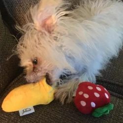 Set juguetes de peluche sonoro para cachorros – frutas y verduras