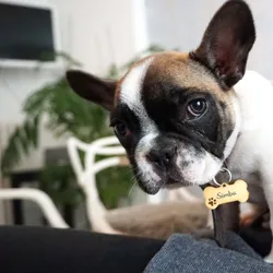 Etiquetas personalizadas para perros y gatos con grabado en placa