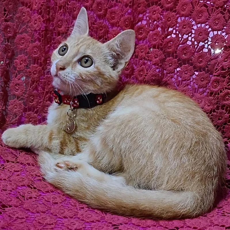 Collar ajustable para gatos con estampado luminoso, bonito Collar para mascotas para gatos, perros pequeños, Collar de lujo para gatitos, Collar para cachorros, accesorios para gatos - imagen 4