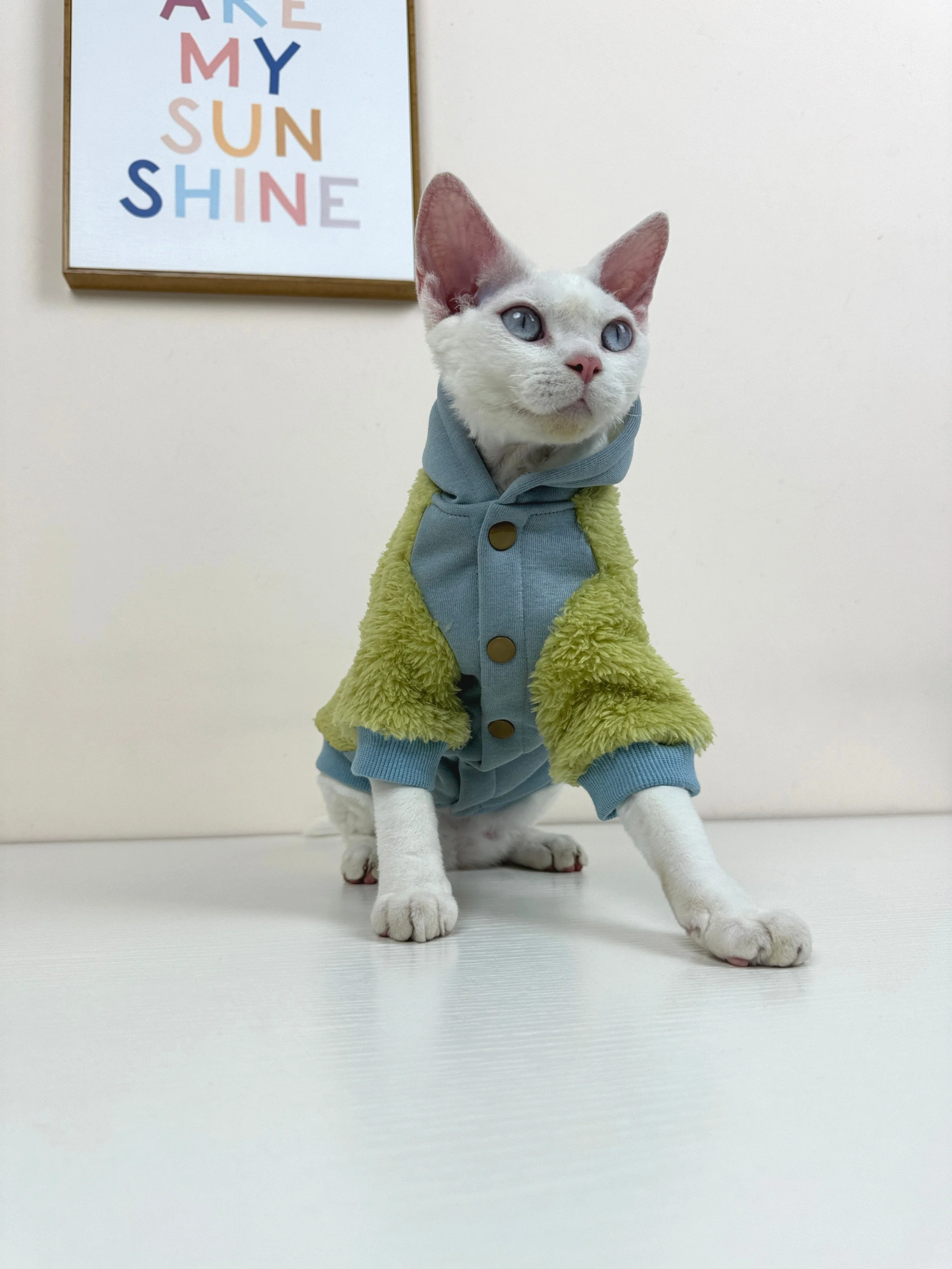 Gato sphynx con sudadera cálida verde