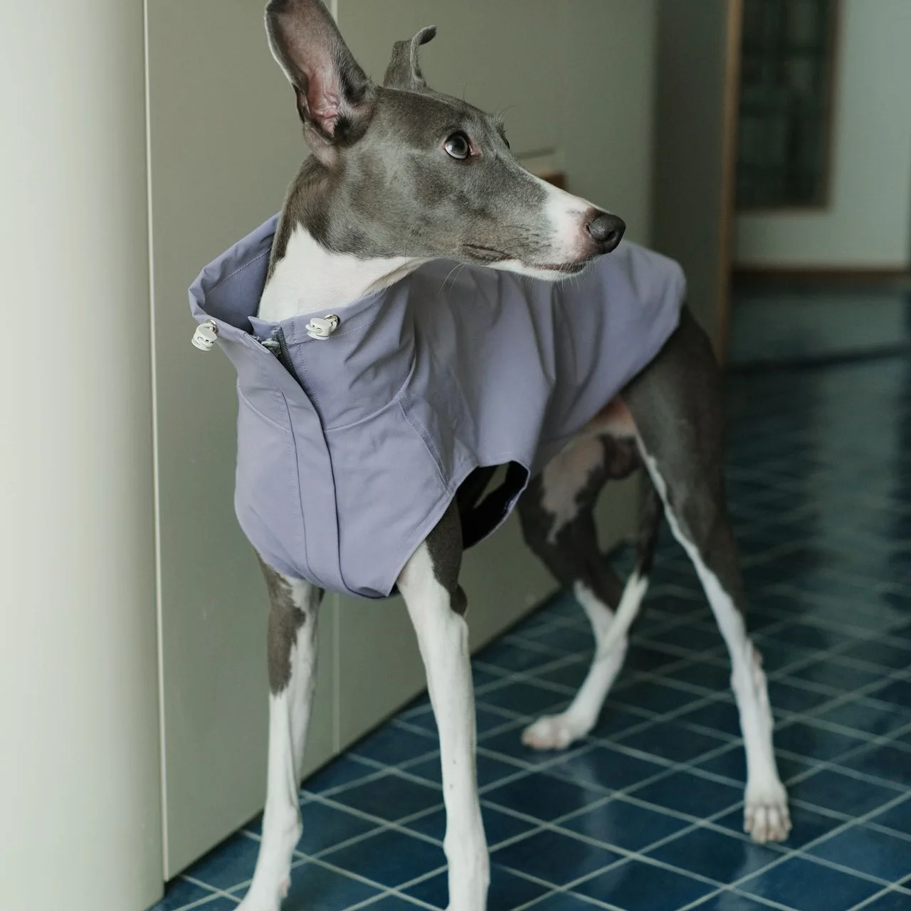 Chaqueta polar resistente a los arañazos a prueba de viento para perros en primavera abrigo de otoño impermeable marrón para chaleco de galgo italiano para Whippet - imagen 2