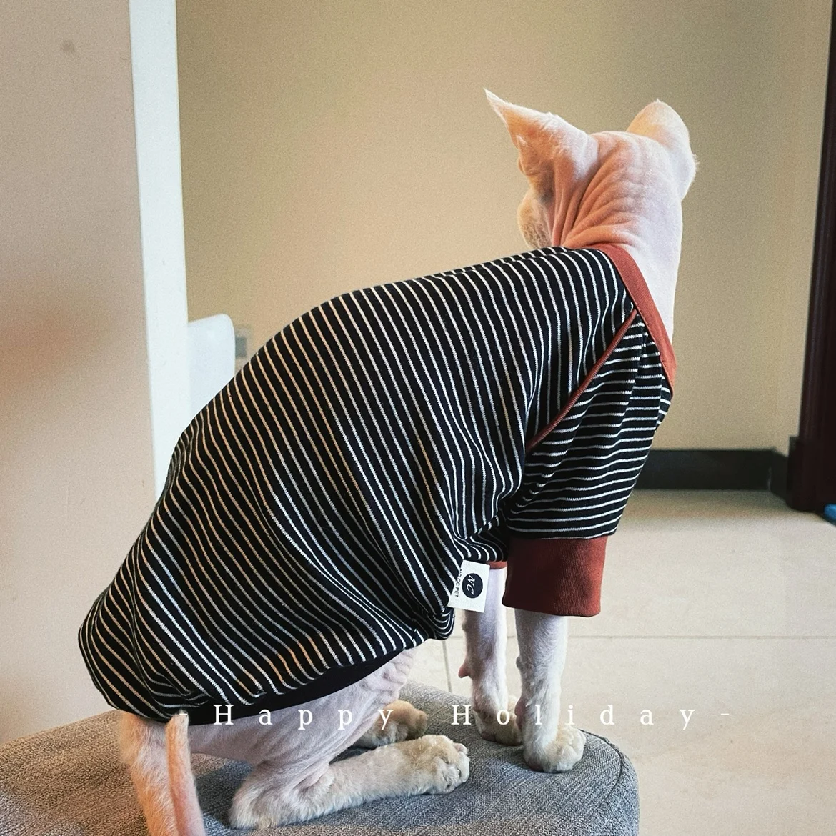 Camiseta de algodón de manga larga a rayas amarillas para gato esfinge en gatitos de otoño mono suave de primavera abrigo sudadera azul Devon Rex - imagen 5