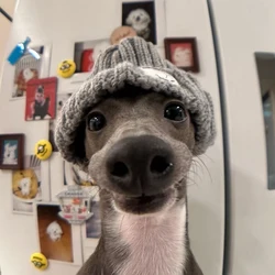 Gorro de lana cálido para galgo y whippet con orejas expuestas