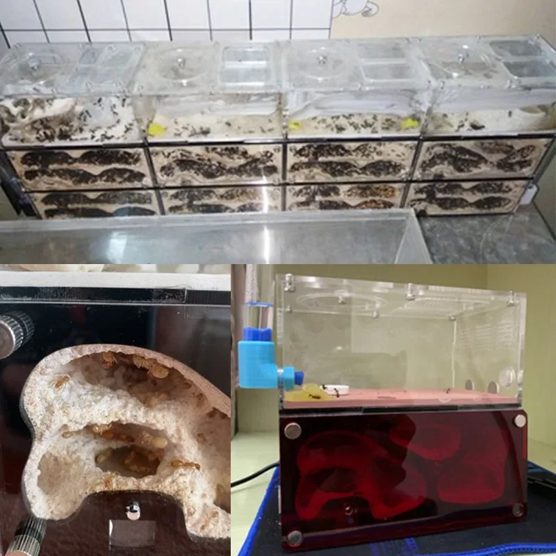 Granja Hormigas - Demostración de sistema expandido