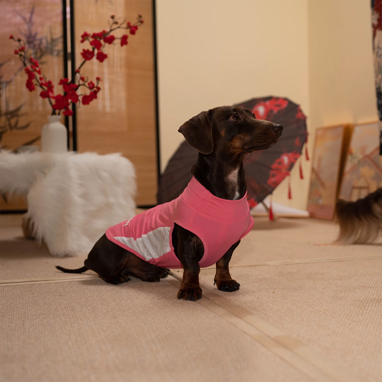 Traje ligero verano perro Dachshund transpirable fresco secado rápido - imagen 4