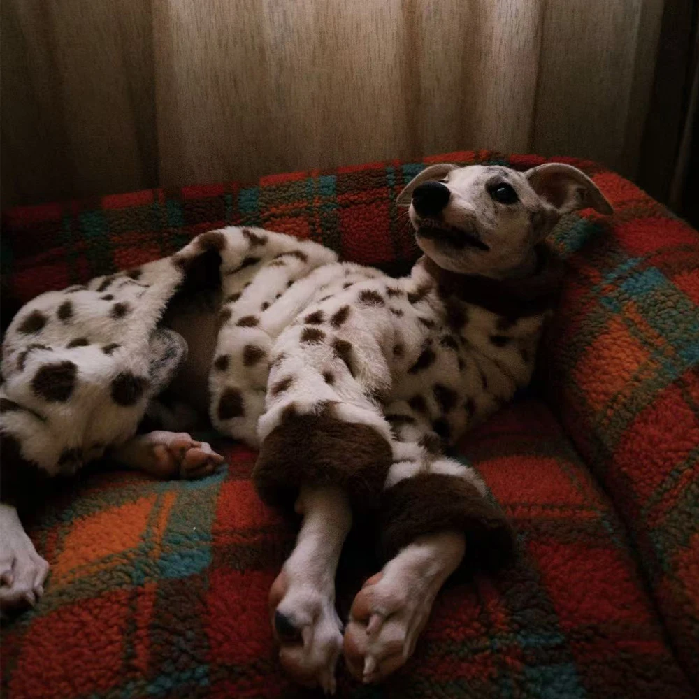 Abrigo lana estampado vaca para Galgo Inglés y Whippet – Cuello alto - imagen 2