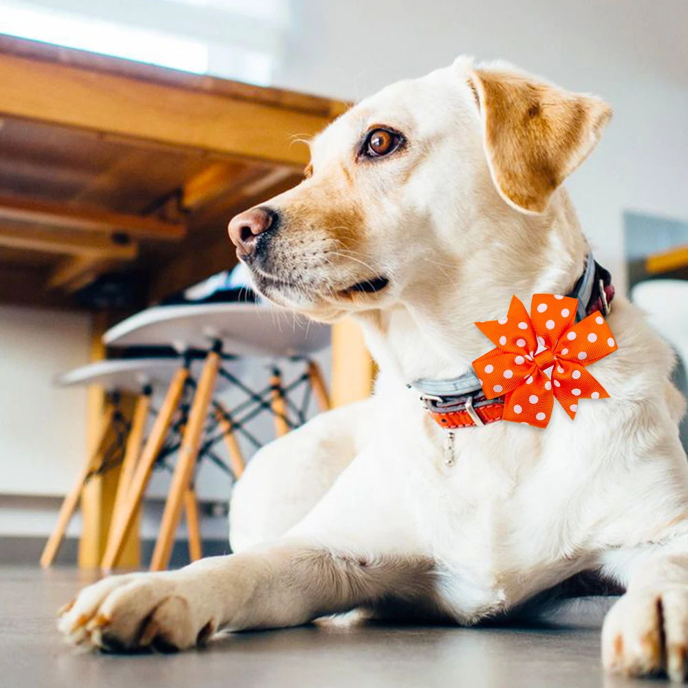 Pajaritas para collar de perro - pack de varios colores