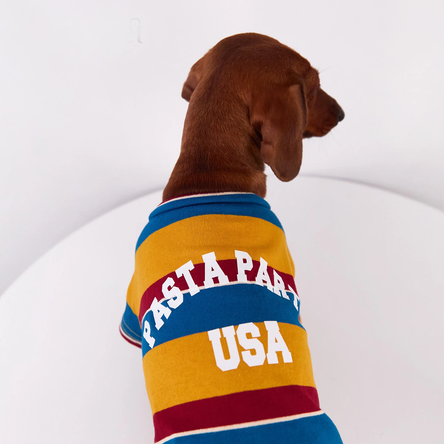 Camiseta manga larga de algodón para perros salchicha – primavera - imagen 4