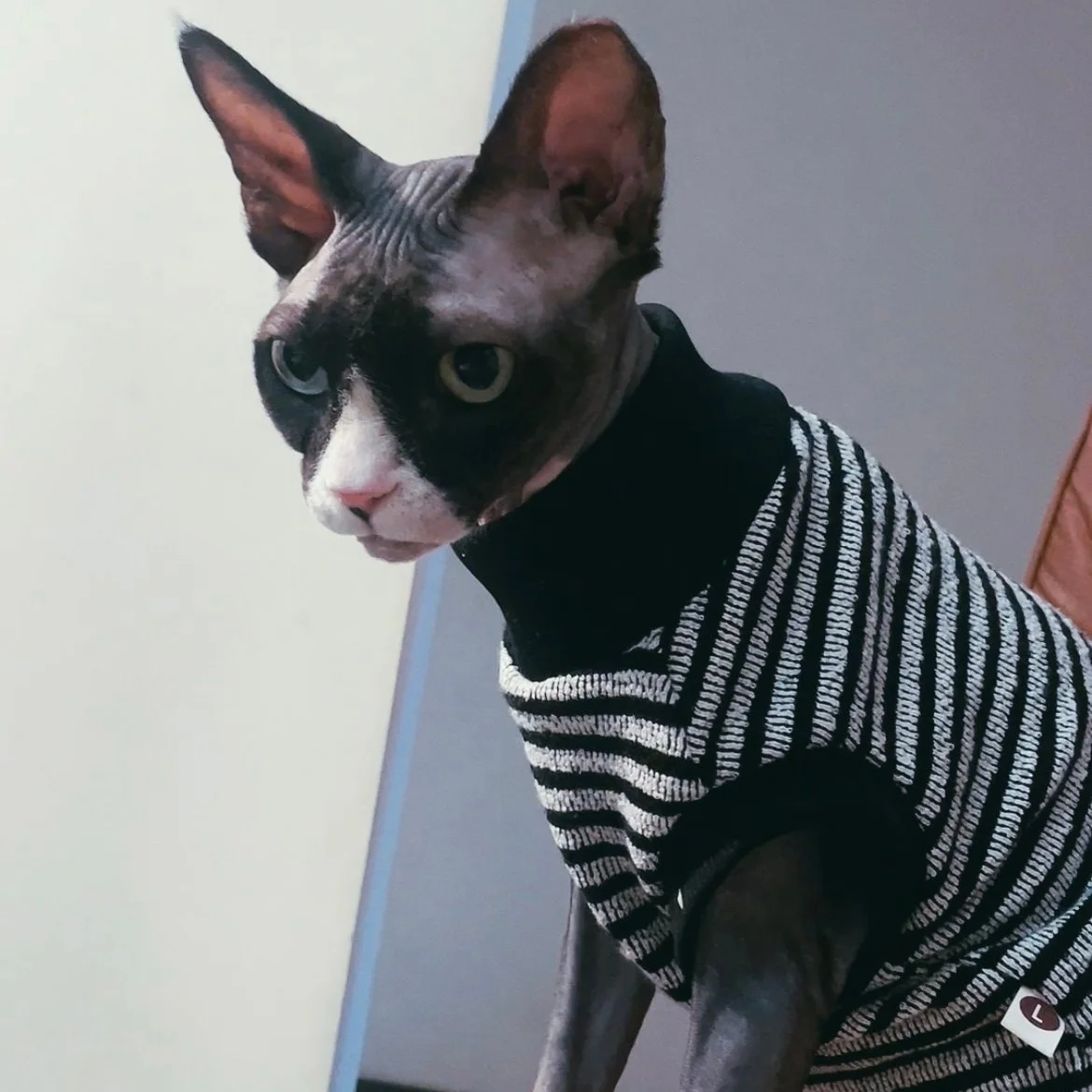 Suéter de rayas para gato Sphynx y Devon Rex – Jersey de interior - imagen 4
