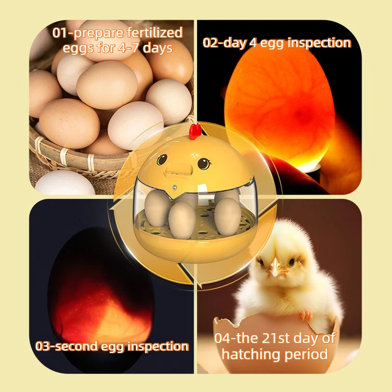 Incubadora con temperatura constante para huevos de gallina – Observación y cria - imagen 2