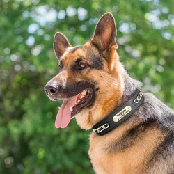 Collar de cuero con placa identificativa para perros ajustable