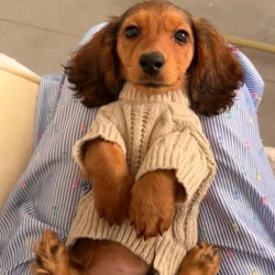 Suéter de invierno con cuello alto para perros pequeños Dachshund