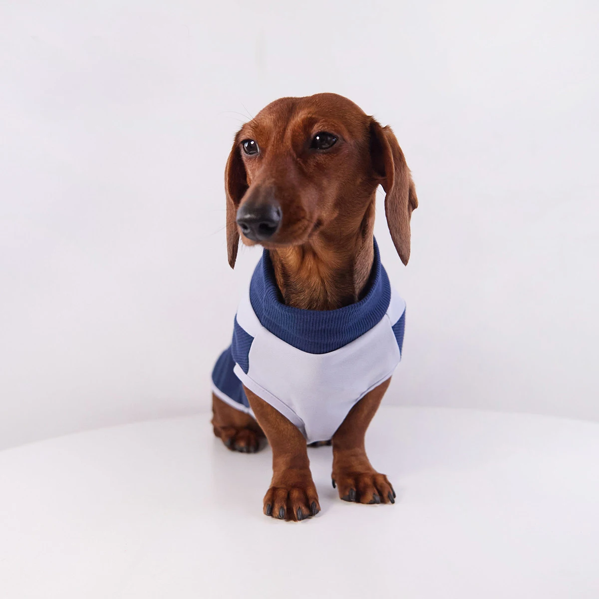 Camiseta elástica para perro salchicha fresca y transpirable en verano - imagen 4