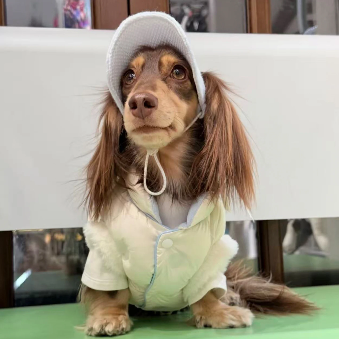 Chaqueta cortavientos para perros Dachshund - abrigo de plumón blanco - imagen 3