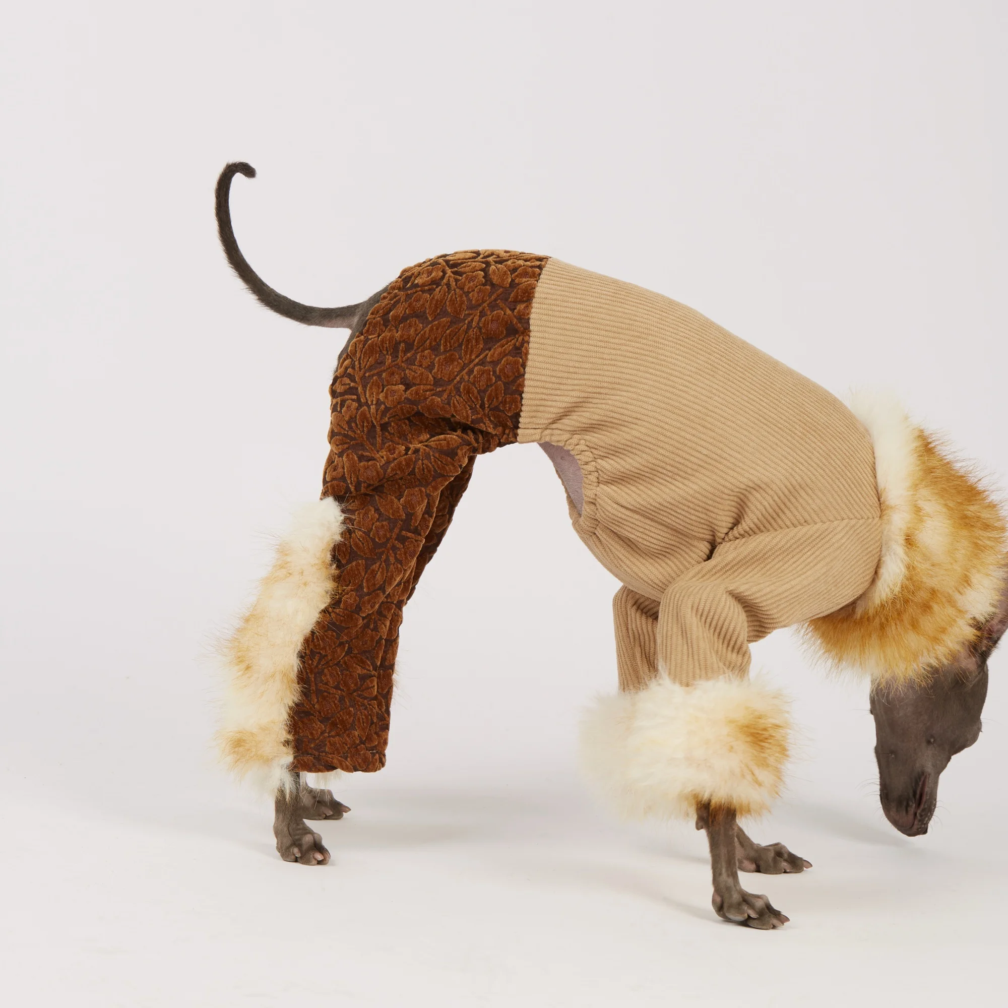 Ropa invierno galgo italiano y whippet: sudadera, pantalón, abrigo - imagen 5