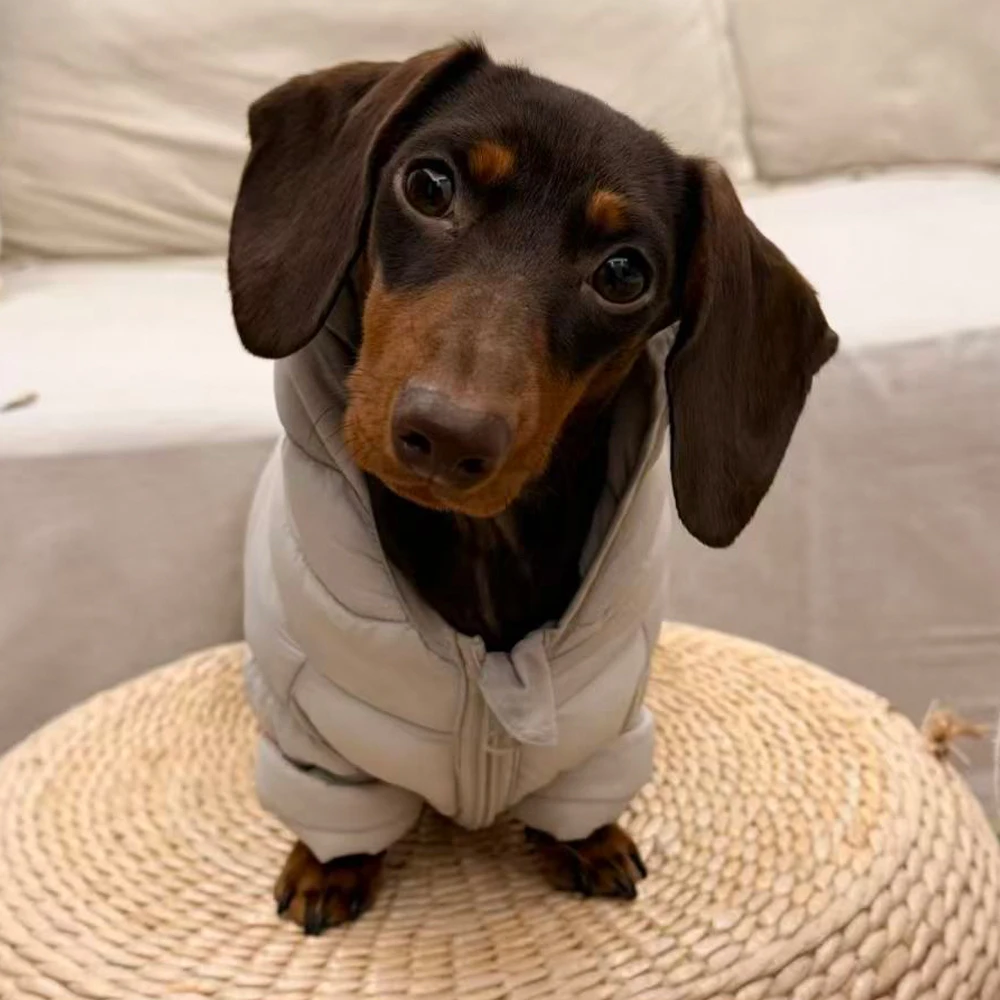 Abrigo invierno para perro pequeño – Chaqueta térmica con capucha - imagen 3