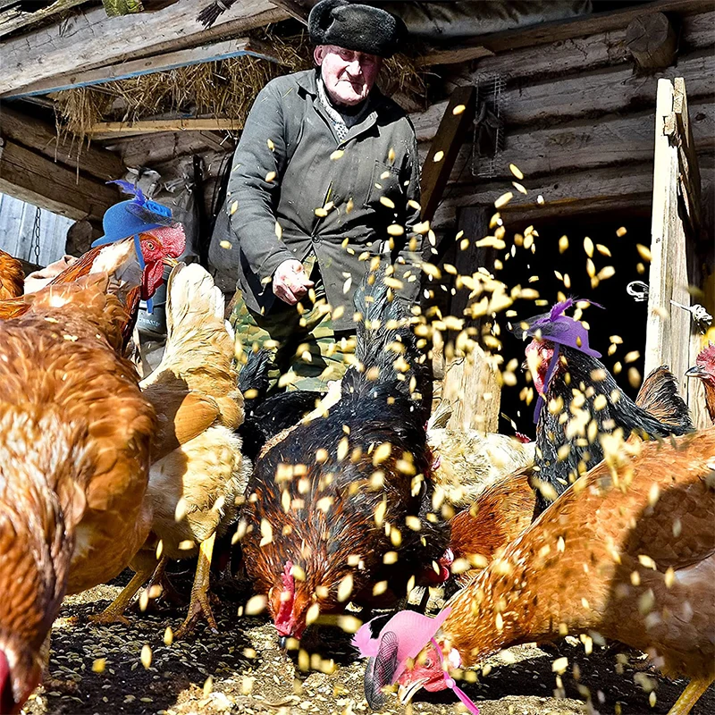 Sombrero de pollo para gallinas y mascotas pequeñas, accesorios divertidos de pollo, sombrero de copa de plumas, gallo, pato, loro, hámster, aves de corral, disfraz de espectáculo elegante - imagen 3