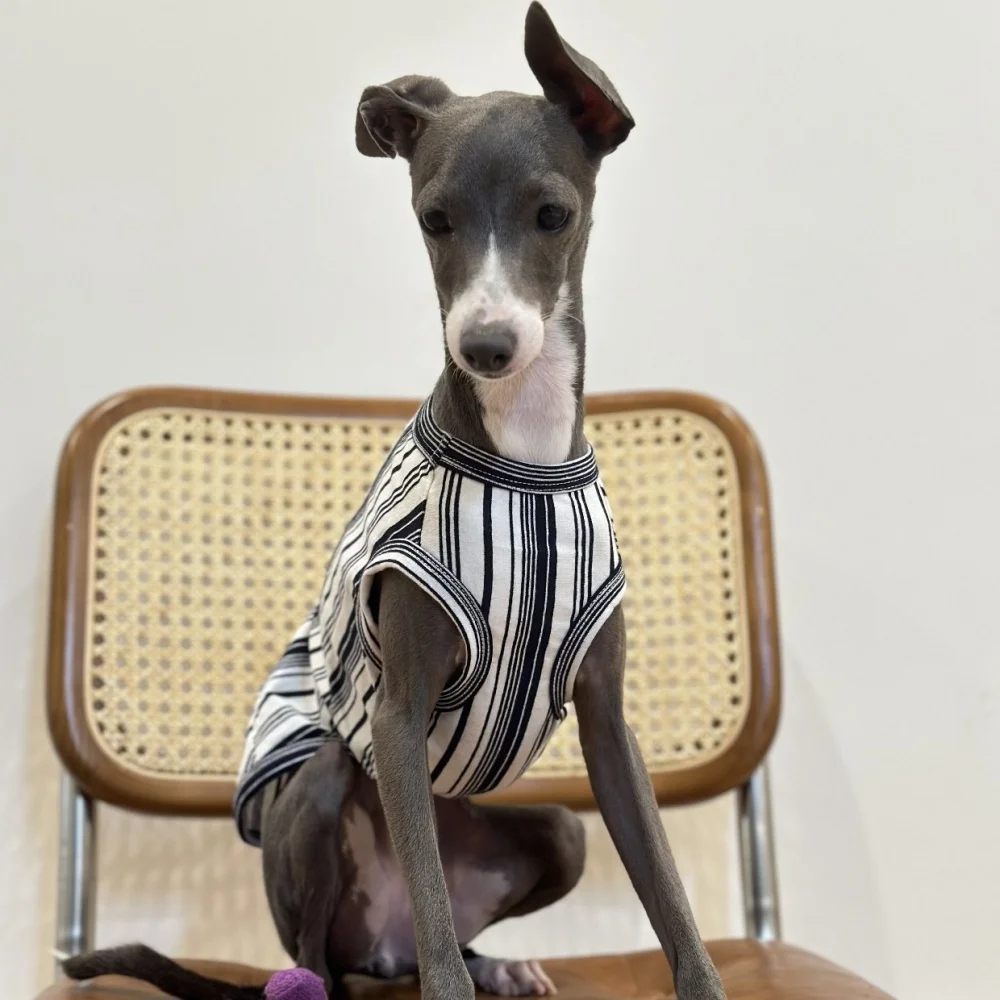 Camiseta deportiva de algodón para perros en primavera Chaleco de rayas Elestic Soft Spring para galgo italiano Ropa de estar por casa de verano para Whippet - imagen 3