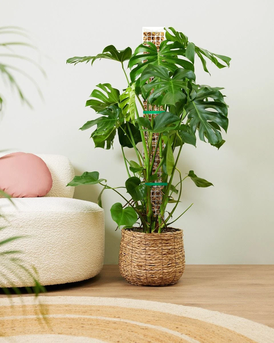 Poste de musgo de plástico de 24/36/48 pulgadas para Monstera, postes grandes en forma de D, plantas trepadoras, trabajo de musgo esfagno, estaca de crecimiento de jardín - imagen 4