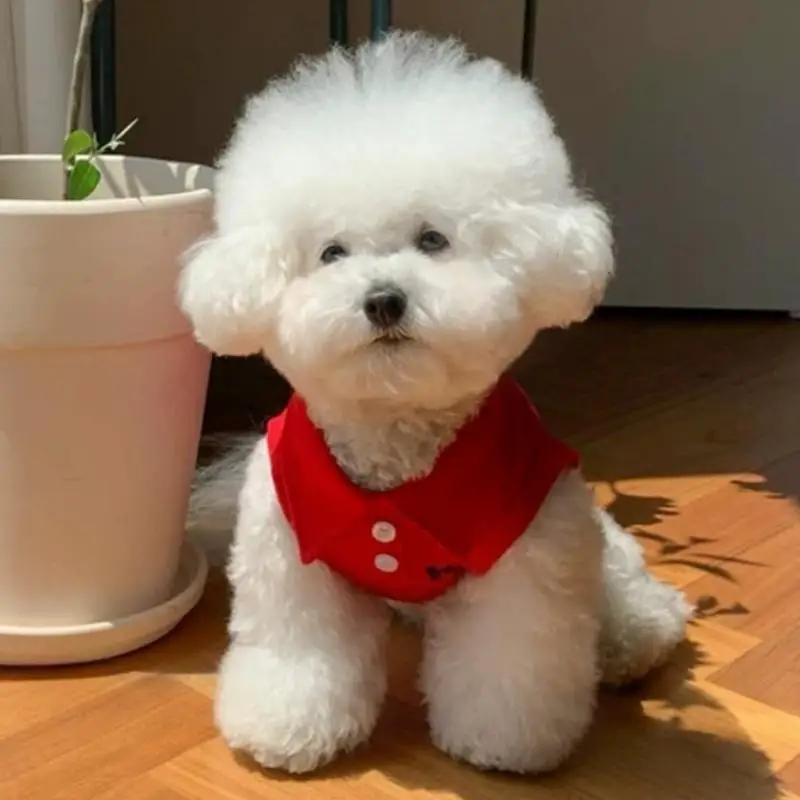 Camiseta a rayas para perro pequeño y gato – Ropa de verano ligera - imagen 3