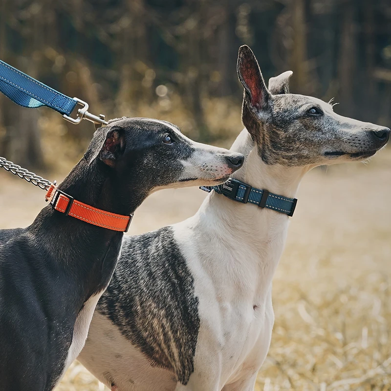 Collar especial antirotura para galgo Whipbit, cómodo, terrier sin aire, arneses Bedlington, accesorios para perros, suministros para mascotas - imagen 3