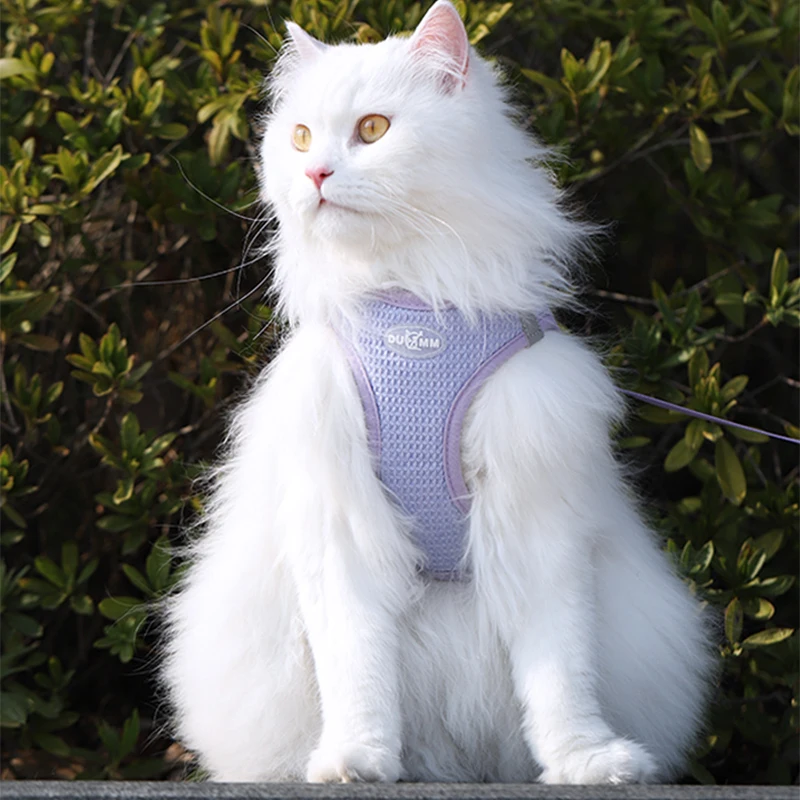 HOOPET-Correa de gato para caminar, correa de pecho para perros pequeños, suministros para cachorros, antideslizante, para salida de mascotas