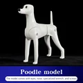 Poodle model