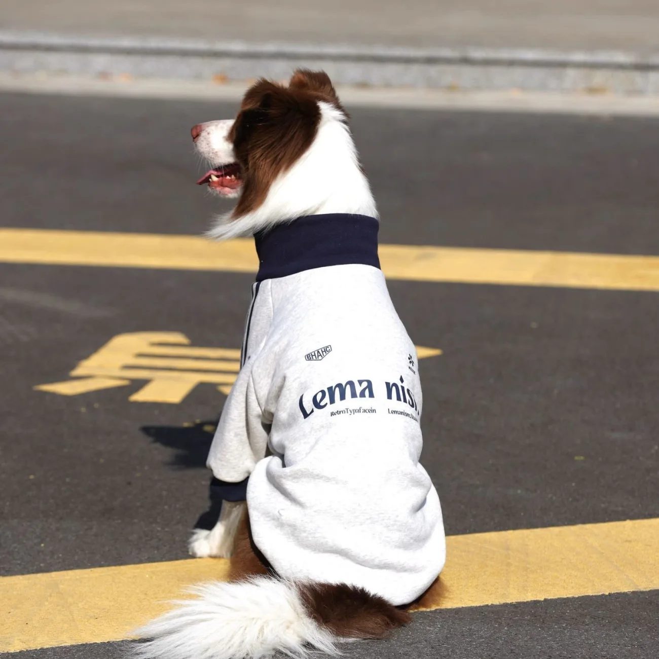 Abrigo para perro invierno con cuello alto talla mediana-grande - imagen 5