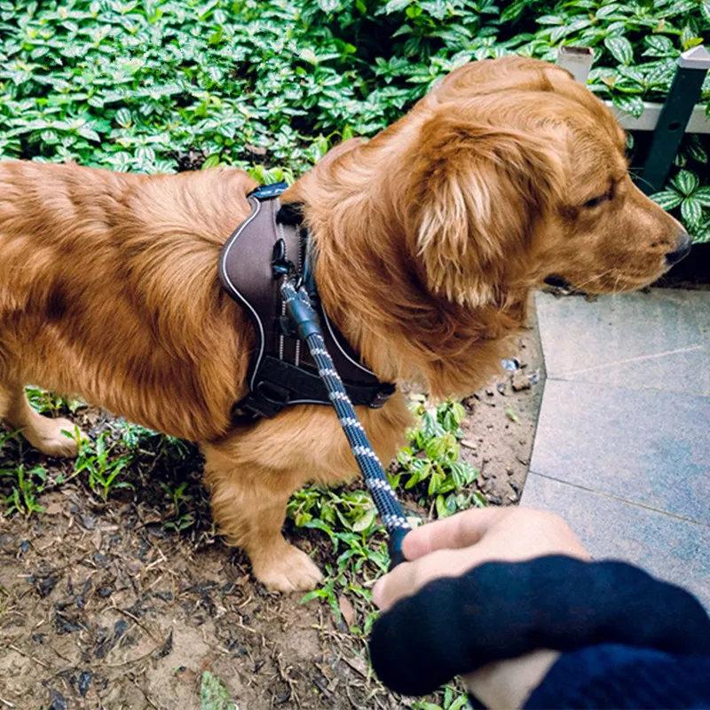 Correa corta reflectante para Golden Retriever - uso