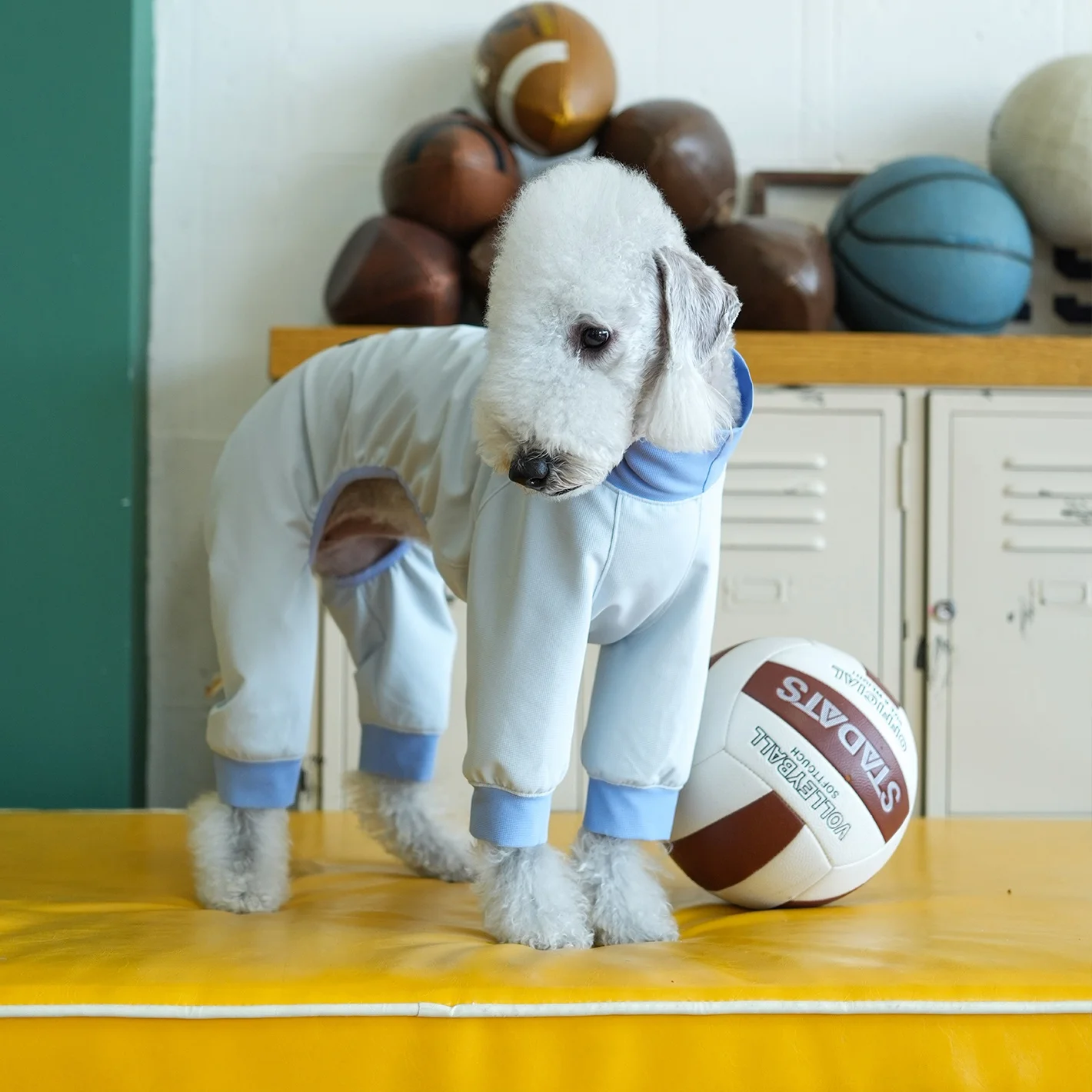 UPF50+ Protector solar de verano Cool Feeling Ropa de cuatro patas para perros Secado rápido Transpirable Antibacteriano Clásico Abrigo de color colido para Bedlington en primavera Camiseta fina y suave para galgo - imagen 3