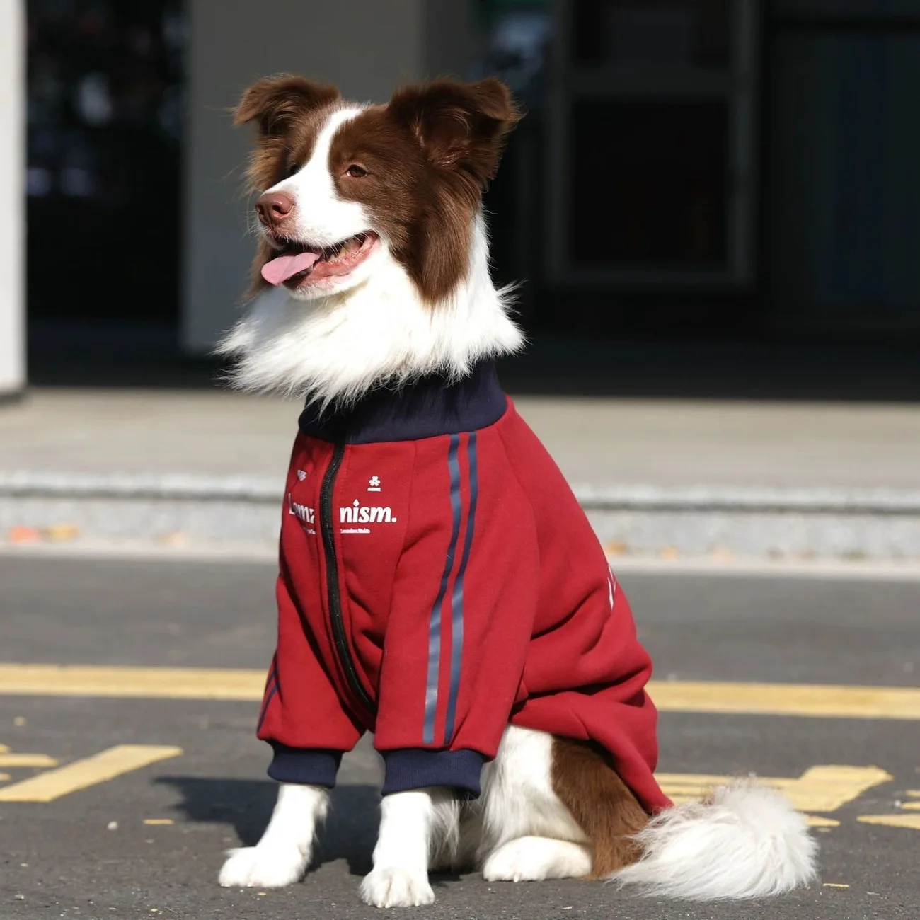 Abrigo para perro invierno con cuello alto talla mediana-grande - imagen 3