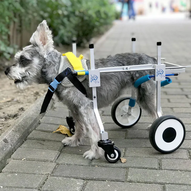 Silla de ruedas para perros – Ayuda en movilidad y rehabilitación - imagen 2