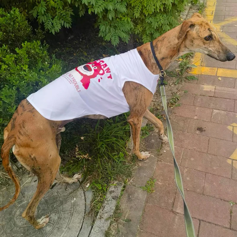 Chaleco refrescante de verano para perro Whipbit, ropa sin mangas, abrigo suave elástico para pijamas de verano Bedlington Greyhound - imagen 2