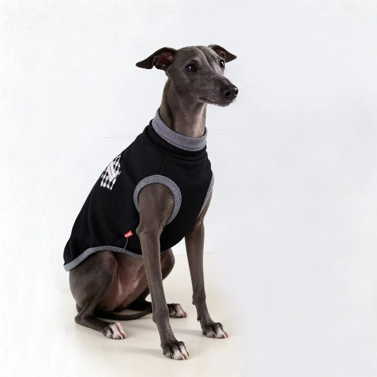 Camiseta algodón para Galgo Italiano y Whippet – Jersey primavera - imagen 3