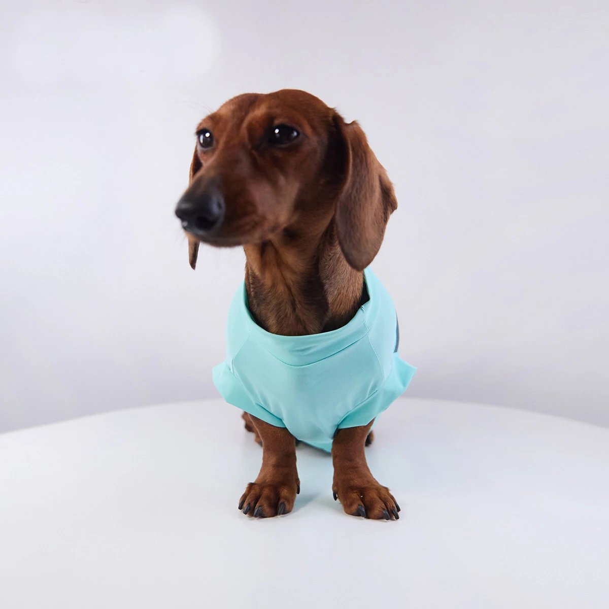 Camiseta fresca para Dachshund – Tela elástica primavera-verano - imagen 3